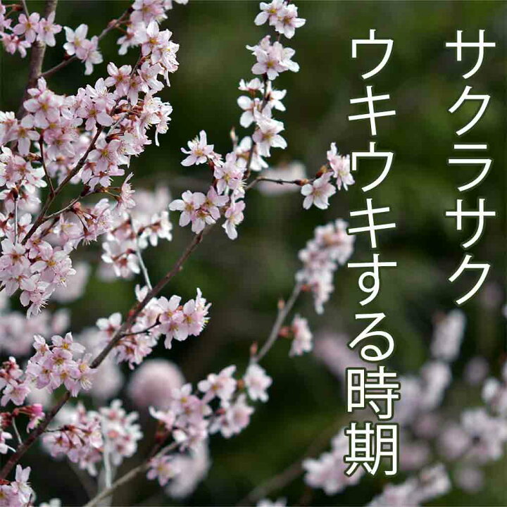 楽天市場 22年12月日以降発送分 ご予約品 啓翁桜 115cm程度 1束 5本程度 切花 特級品 お花見 花見 家 室内 飾り ケイオウ桜 Sakura 桜 さくら サクラ 敬翁桜 高野槇と春夏秋冬の花枝 花木屋