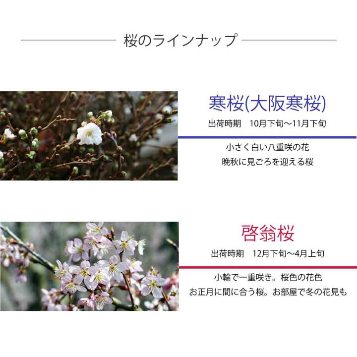 楽天市場 22年12月日以降発送分 ご予約品 啓翁桜 115cm程度 1束 5本程度 切花 特級品 お花見 花見 家 室内 飾り ケイオウ桜 Sakura 桜 さくら サクラ 敬翁桜 高野槇と春夏秋冬の花枝 花木屋