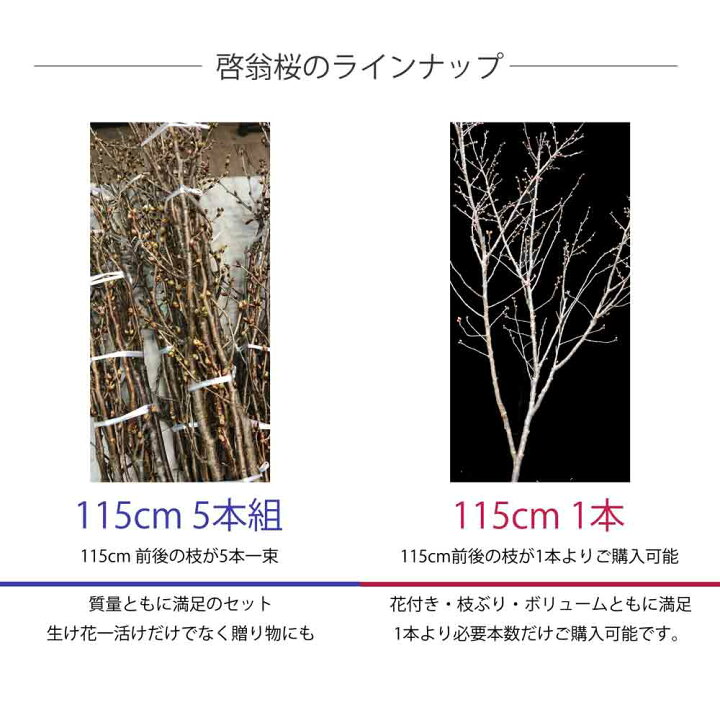 楽天市場】桜の花 啓翁桜 枝もの 切花 115cm 90cm 100～60cm 1本 5本 