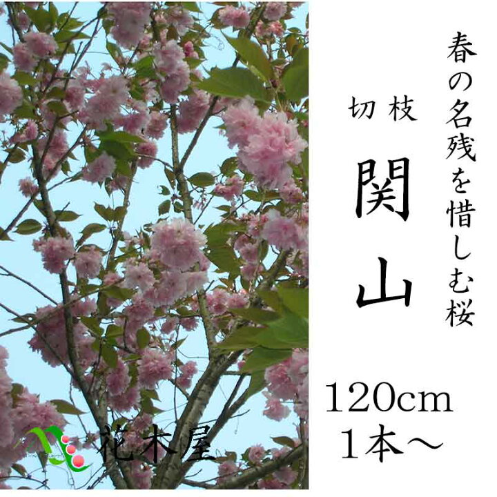 楽天市場 23年4月7日以降発送分 ご予約品 おうち花見 八重 桜 関山 約1 15m 1本より 生花 切枝 お花見 花見 家 屋内 飾り 高野槇と春夏秋冬の花枝 花木屋