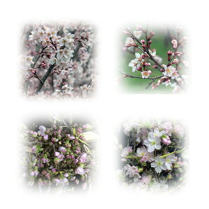【枝物・花材】ケイオウ（敬翁・啓翁）桜。1本からご購入可能です