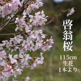 啓翁桜 115センチ程度 1本 切花 特級品 お花見 花見 家 贈り物 飾り ケイオウ桜 sakura 桜 さくら サクラ 敬翁桜