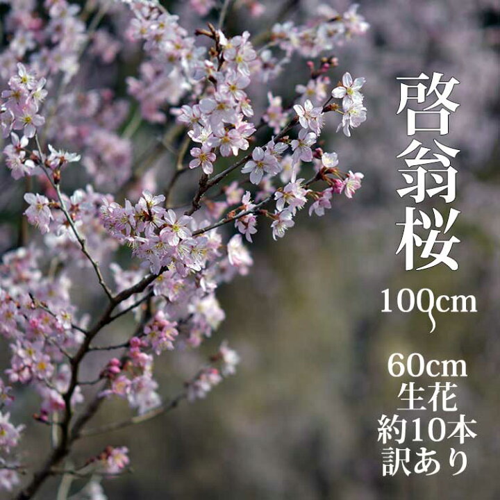 楽天市場 22年12月日以降発送分 ご予約品 啓翁桜 高さ1m 0 6m 小枝 1束 10本程度 切花 訳あり お花見 花見 家 室内 飾り ケイオウ桜 Sakura 桜 さくら サクラ 敬翁桜 高野槇と春夏秋冬の花枝 花木屋