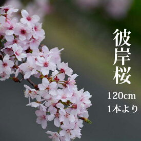 楽天市場 桜 枝 生花の通販