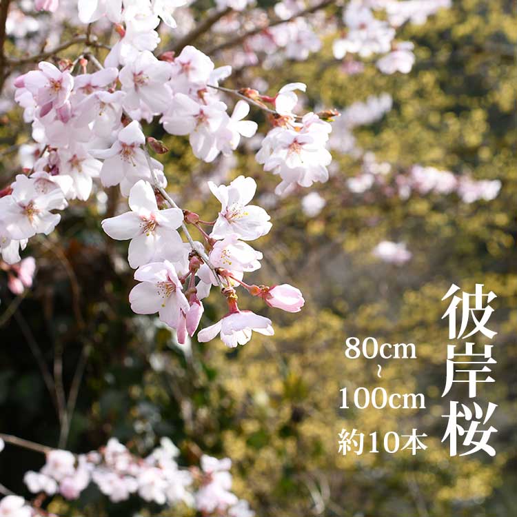 桜祭り 華道 生け花 花材 プレゼント 祝い 3月10日ごろからの出荷 彼岸桜 高さ1m 0 6m 小枝 1束 10本程度 切花 お花見 花見 家 屋内 飾り