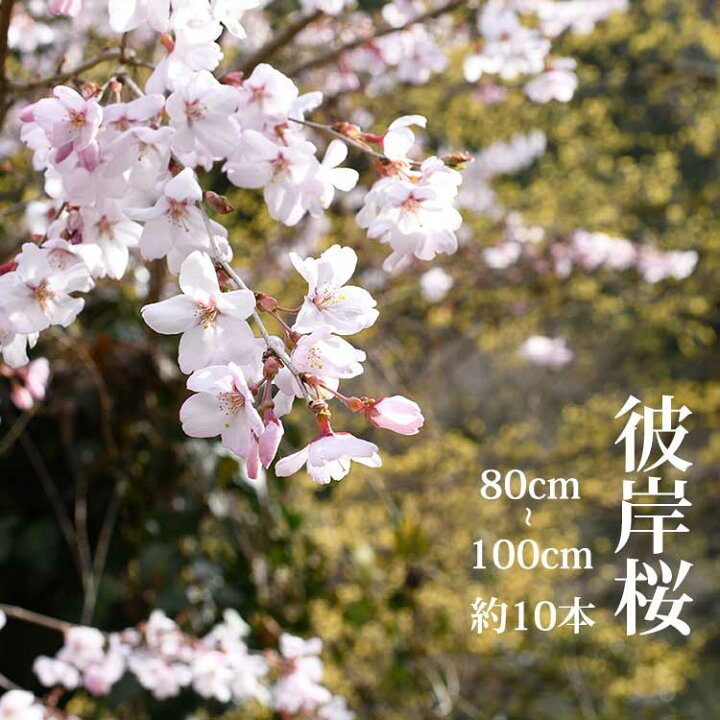 楽天市場 3月10日ごろからの出荷 彼岸桜 高さ1m 0 6m 小枝 1束 10本程度 切花 お花見 花見 家 屋内 飾り 高野槇と春夏秋冬の花枝 花木屋