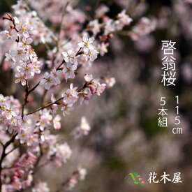 啓翁桜 115cm程度 1束 5本程度 切花 特級品 お花見 花見 家 室内 飾り ケイオウ桜 sakura 桜 さくら サクラ 敬翁桜