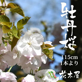 楽天市場 桜 切花の通販
