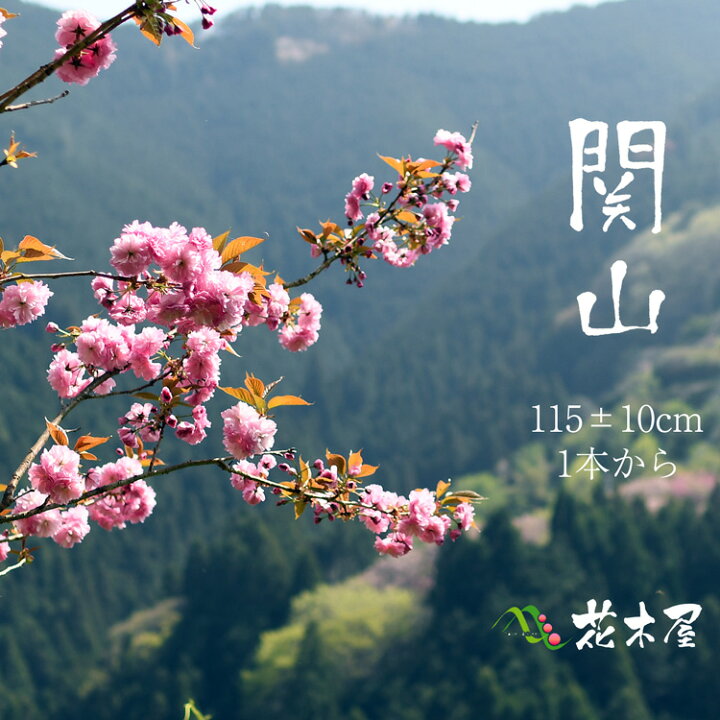 楽天市場 おうち花見 八重 桜 関山 約1 15m 1本より 生花 切枝 お花見 花見 家 屋内 飾り 高野槇と春夏秋冬の花枝 花木屋