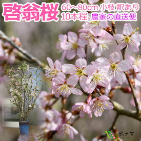 啓翁桜 高さ1m〜0.6m 小枝 1束 10本程度 切花 訳あり お花見 花見 家 室内 飾り ケイオウ桜 sakura 桜 さくら サクラ 敬翁桜