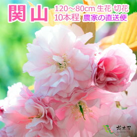 【2024年4月9日以降発送分・ご予約品】おうち花見 八重 桜 関山 約115～60cm 1本より