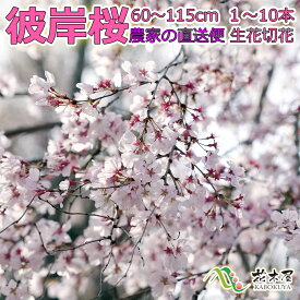 彼岸桜 ひがんさくら 生花 115～60cm 各種 切花 生花