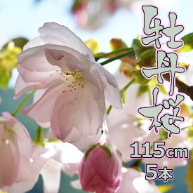 ボタン桜 切枝 牡丹 桜 1本～ 切花 生花 お花見 花見 家 屋内 飾り花材