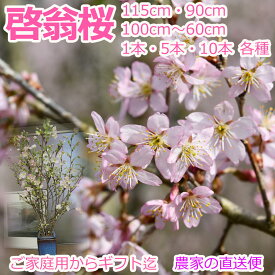 【2025年12月23日以降のお届け・予約品】桜の花 啓翁桜 枝もの 切花 115cm 90cm 100～60cm 1本 5本 10本 花見 ケイオウ桜 sakura 桜 さくら サクラ 敬翁桜