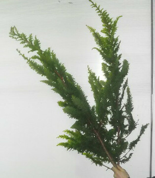 楽天市場 黄金ヒバ 100cm 程度 1本 から 生花 切花 切り花 花材 花展 展示会 切り花 枝物 枝もの 秋 木の枝 インテリア 高野槇と春夏秋冬の花枝 花木屋 楽天市場 黄金ヒバ 100cm 程度 1本 から 生花 切花 切り花 花材 花展 展示会 切り花 枝物 枝もの 秋 木の枝 インテリア 高野槇と春夏秋冬の花枝 花木屋