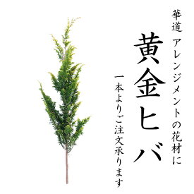 黄金ヒバ 100cm 程度 1本 から 生花 切花 切り花 花材 花展 展示会 切り花 枝物 枝もの 秋 木の枝 インテリア