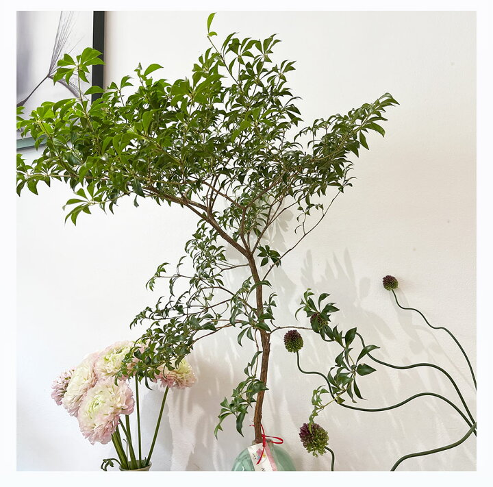 楽天市場】枝もの アセビ 馬酔木 切花 生花 枝 枝物 80cm〜 グリーン 