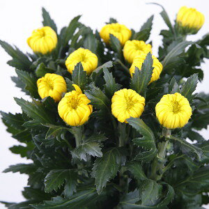 ẻ ֋e    80cmx 10{ 1{ ؉  ~  \