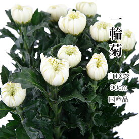 白菊 菊の花 輪菊 白 70 〜 80 センチ 10本 切花 生花 お盆 お供え花 予約