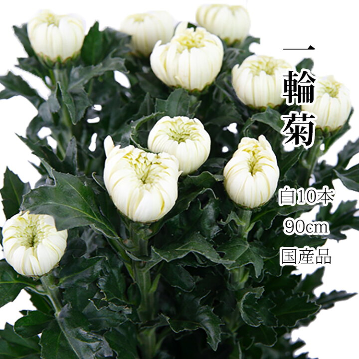 楽天市場 菊の花 輪菊 白 70 80センチ 10本 切花 生花 令和 お祝い 高野槇と春夏秋冬の花枝 花木屋