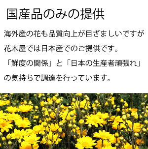 【お盆のご予約承ります】菊の花輪菊白70〜80センチ10本切花生花お盆お供え花予約