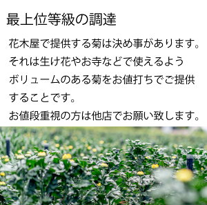 【お盆のご予約承ります】菊の花輪菊白70〜80センチ10本切花生花お盆お供え花予約