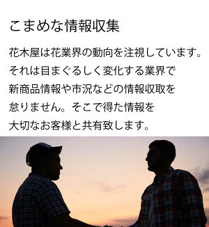 【お盆のご予約承ります】菊の花輪菊白70〜80センチ10本切花生花お盆お供え花予約