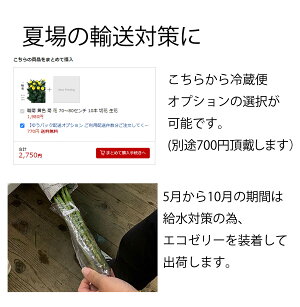 【お盆のご予約承ります】菊の花輪菊白70〜80センチ10本切花生花お盆お供え花予約