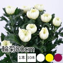 菊の花 輪菊 白 黄 赤 80cm程度 10本 1本 切花 生花 お盆 お供え花 予約