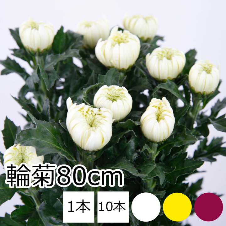 楽天市場】菊の花 輪菊 白 黄 赤 80cm程度 10本 1本 切花 生花 お盆  