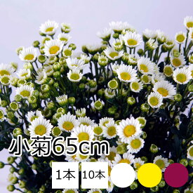 小菊 白 黄 赤 花 65〜75センチ 1～10本 切花 生花
