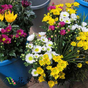 菊 花束 生花の人気商品 通販 価格比較 価格 Com