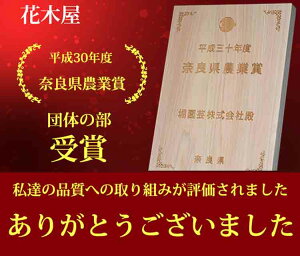 高野槙お試し1セット9本生花切枝仏花墓花生花切花切り花生花配達枝枝もの宅配お供え花お供え物お供えコウヤマキ高野槙
