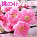 桃の花 桃 ひなまつり 生花 飾り もものはな 矢口桃 100cm 1束～5束(5本～25本）