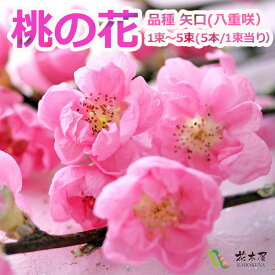 【2026年ご予約品】桃の花 矢口桃 枝もの 100cm 1束〜5束（5本〜25本） 2月