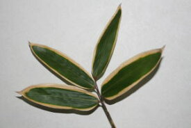 楽天市場 熊笹 花 ガーデン Diy の通販