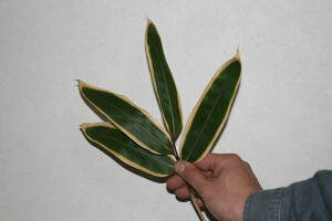 y\izy2025N1211̏oׁzN}UT ̗t    1 