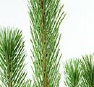 �}�ᏼ 100cm�O�� 1�{ ���ׂ�