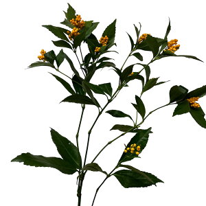 y\izy2025N1222ȍ~̏oׁz痼   2L 70`90cm 5[ȏ