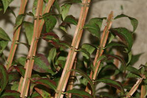 і  } ؉115cm~80cm 1~5(15{)