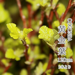 y2026N310ȍ~̂͂E\izt Lo LoRf} KV 115cm  ؉ } 3