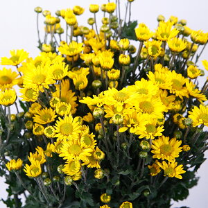 正月 菊 生花の人気商品 通販 価格比較 価格 Com 正月 菊 生花の人気商品 通販 価格比較 価格 Com