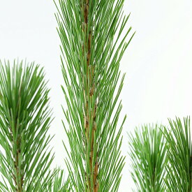 【2025年12月11日頃からの出荷】枝若松 生花 2L 特級品 115cm前後 1本 お正月
