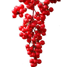 楽天市場 南天 生花の通販