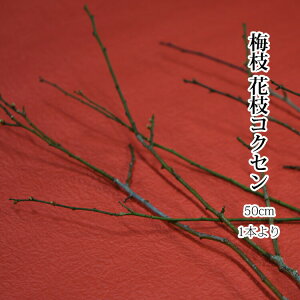 y1212̏oׁz~̉ RNZ Ԕ~ } 50cmx ؂̎} CeA