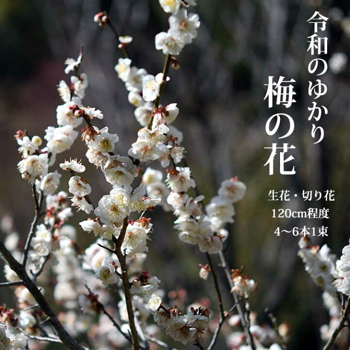 楽天市場 梅の花 一把 5本程度 1センチ前後 生花 高野槇と春夏秋冬の花枝 花木屋