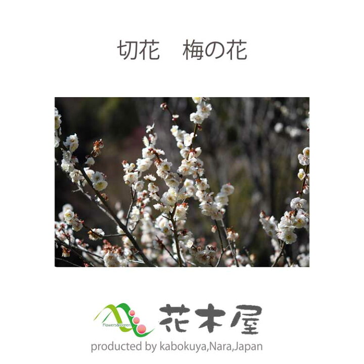 楽天市場 梅の花 90cm以下 5本程度 生花 切り花 高野槇と春夏秋冬の花枝 花木屋