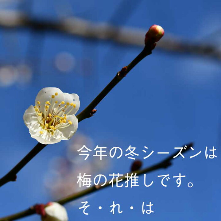 楽天市場 梅の花 90cm以下 5本程度 生花 切り花 高野槇と春夏秋冬の花枝 花木屋