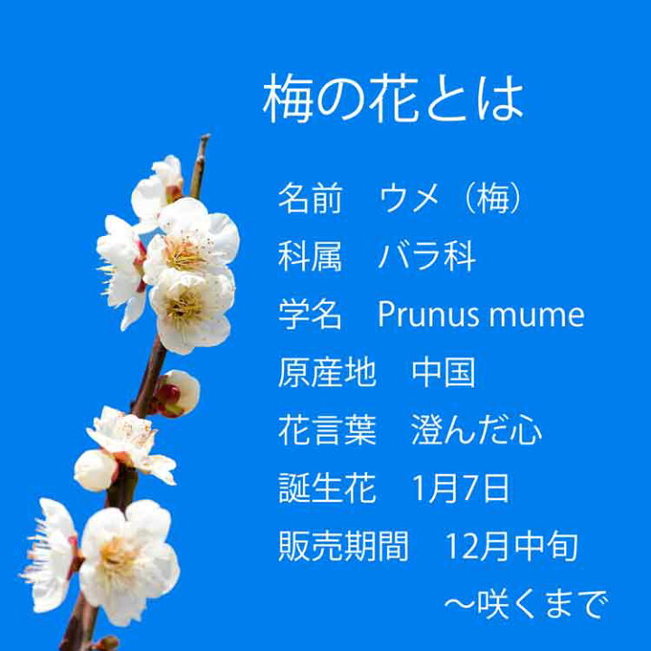 楽天市場 梅の花 90cm以下 5本程度 生花 切り花 高野槇と春夏秋冬の花枝 花木屋