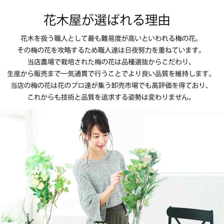 楽天市場 梅の花 90cm以下 5本程度 生花 切り花 高野槇と春夏秋冬の花枝 花木屋